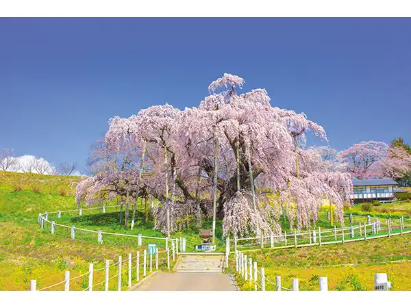 三春滝桜（イメージ）　桜の見頃(例年)：４月上旬～中旬