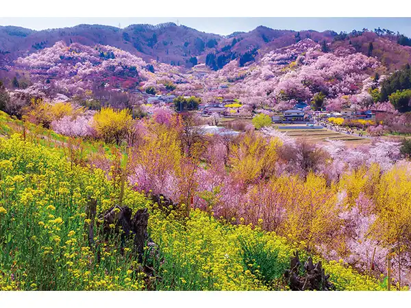 花見山（イメージ）　花の見頃（例年）：4月上旬〜中旬