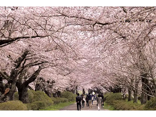 北上展勝地　桜の見頃(例年)：4月中旬～下旬