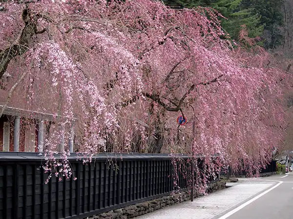 角館 武家屋敷通り（イメージ）　桜の見頃（例年）：4月中旬〜下旬