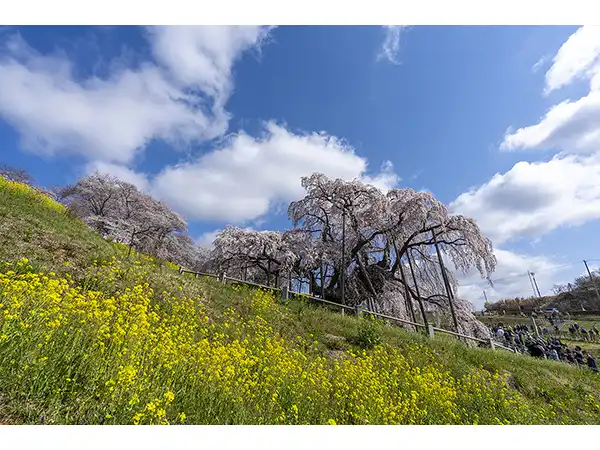 三春滝桜（イメージ） 　桜の見頃（例年）：4月上旬〜中旬