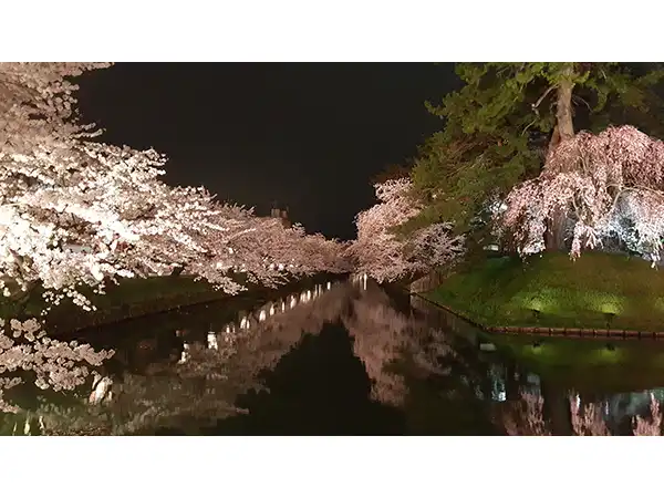 弘前公園・夜桜（イメージ）