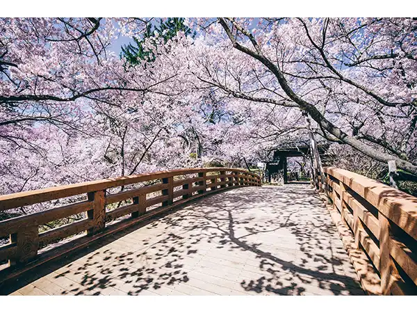 高遠城址公園（イメージ） Ⓒ伊那市観光協会　桜の見頃（例年）：4月上旬〜下旬