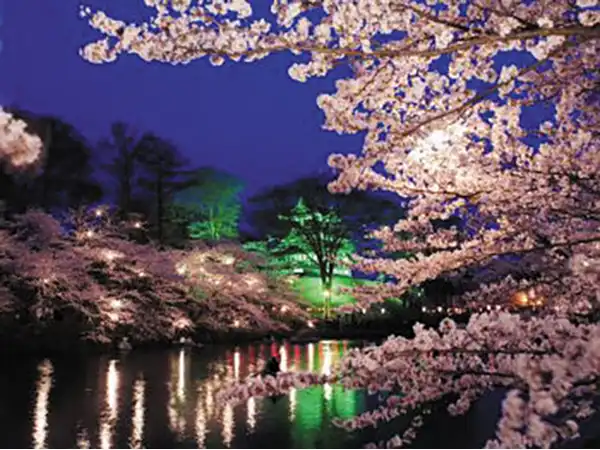 日本三大夜桜の一つ　夕方から夜にかけて桜観賞！／高田城址公園（イメージ）　桜の見頃（例年）： 4月上旬〜中旬