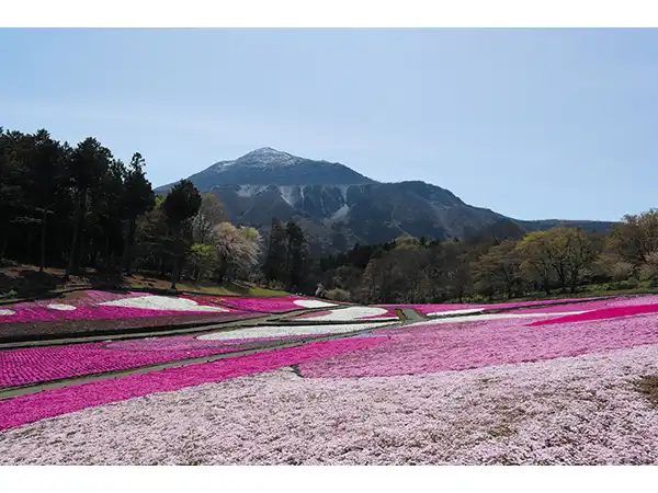 羊山公園の芝桜（イメージ）　花の見頃（例年）：4月中旬〜下旬 写真提供：（一社）埼玉県物産観光協会