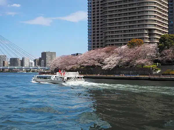 水上クルーズで桜を観賞（イメージ）／桜の見頃（例年）： 3月下旬〜4月上旬
