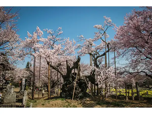 山高神代桜（イメージ） 写真提供：北杜市