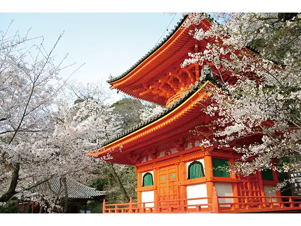 紀三井寺（イメージ） 桜の見頃（例年）：3月下旬～4月上旬