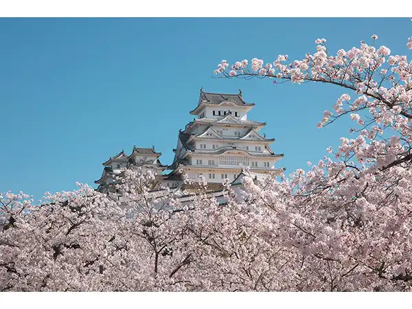 姫路城（イメージ）　桜の見頃(例年)：3月下旬～4月上旬　写真提供：姫路市
