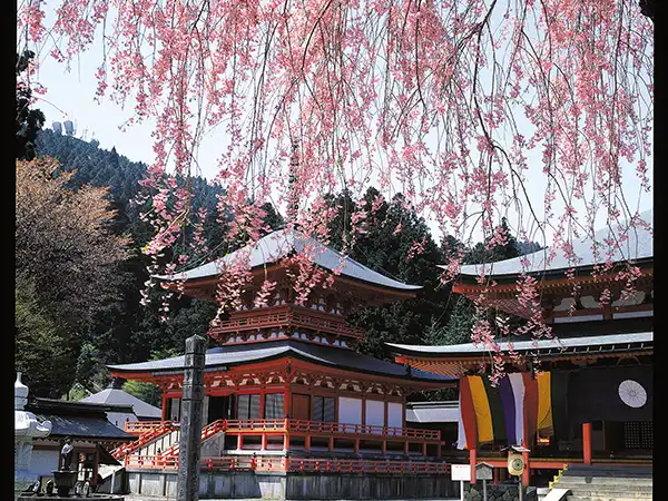比叡山 延暦寺（イメージ）　桜の見頃(例年)：4月下旬～5月上旬