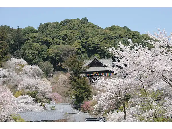 長谷寺（イメージ） 写真提供：一般財団法人奈良県ビジターズビューロー