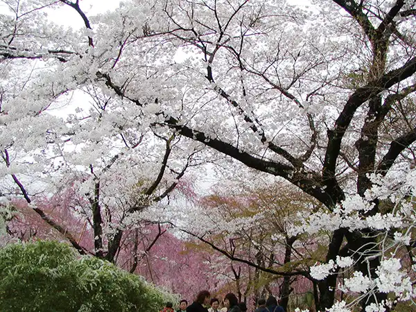 原谷苑（イメージ）　桜の見頃（例年）：4月上旬～下旬