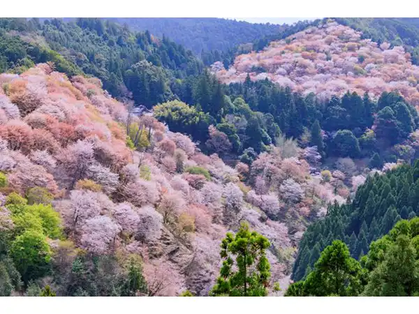 吉野山（イメージ）