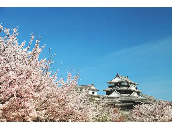 松山城（イメージ）　桜の見頃（例年）：3月下旬～4月上旬